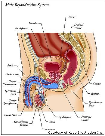 reproductive system male