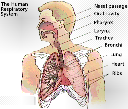 respiratory system